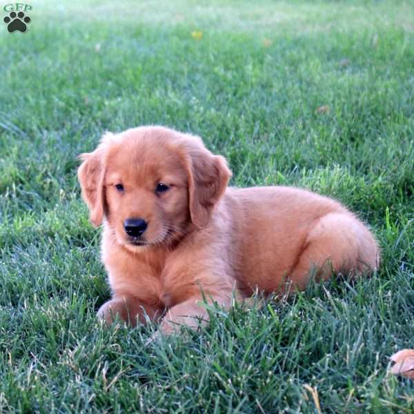 Justine, Golden Retriever Puppy