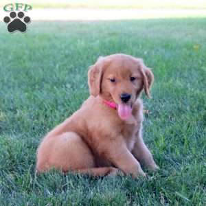 Justine, Golden Retriever Puppy