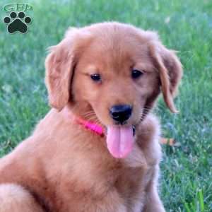 Justine, Golden Retriever Puppy