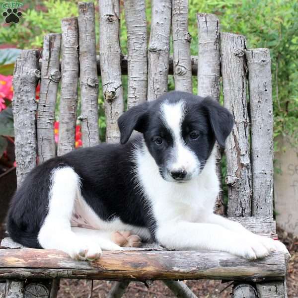Justo, Border Collie Puppy