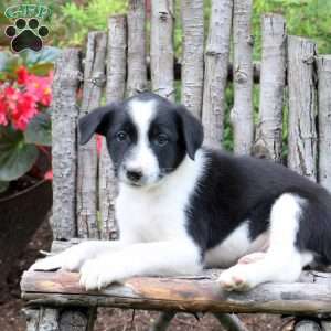 Justo, Border Collie Puppy