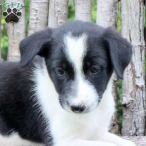 Justo, Border Collie Puppy