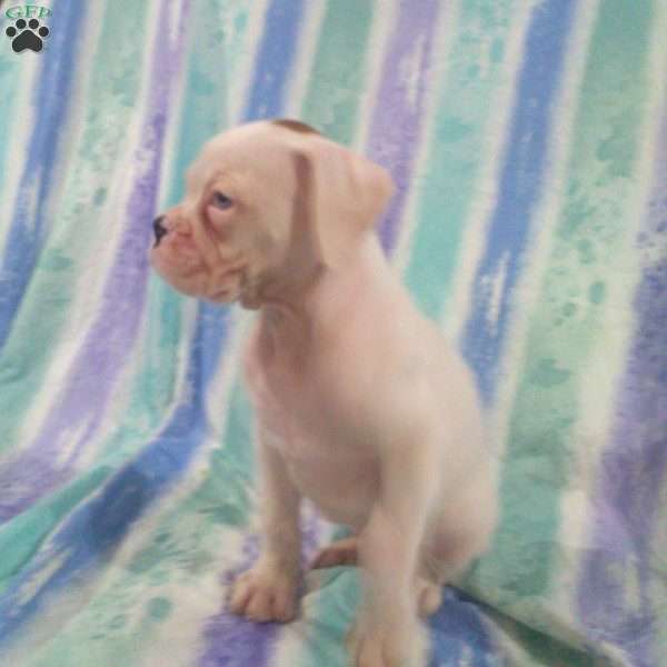 Skittles, Boxer Puppy