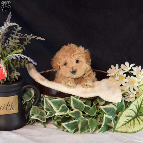 Kaiser, Maltipoo Puppy