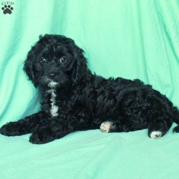 Kaitlyn, Cavapoo Puppy