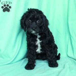 Kaitlyn, Cavapoo Puppy