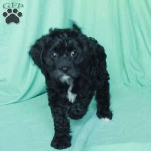 Kaitlyn, Cavapoo Puppy