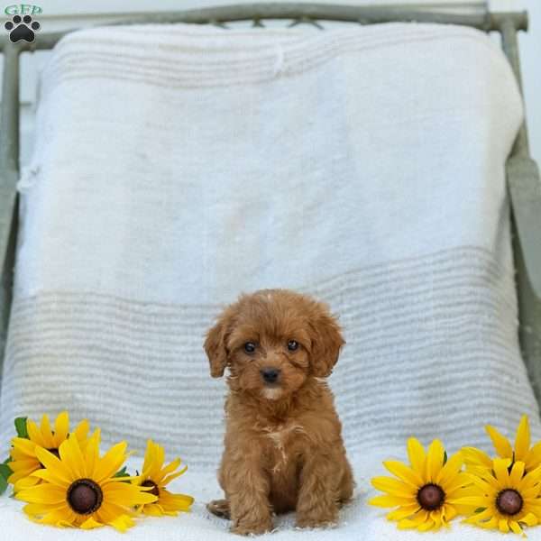 Kameron, Cavapoo Puppy