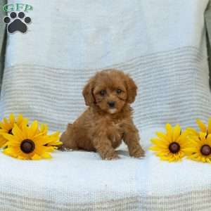 Kameron, Cavapoo Puppy