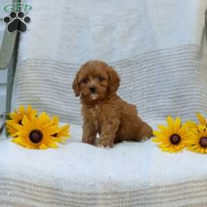 Kameron, Cavapoo Puppy