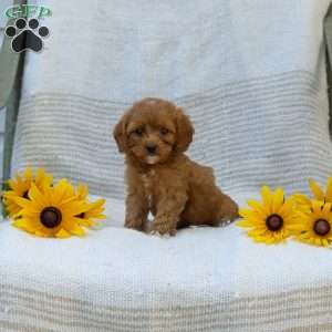 Kameron, Cavapoo Puppy
