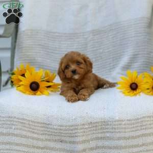 Kameron, Cavapoo Puppy
