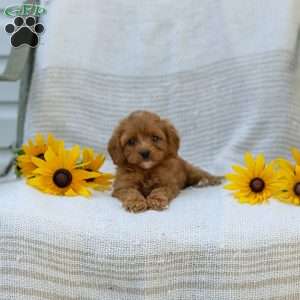 Kameron, Cavapoo Puppy