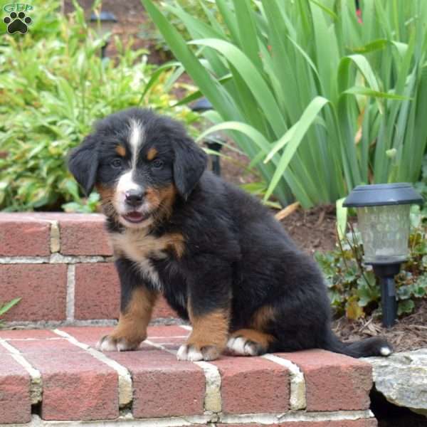 Kane, Bernese Mountain Dog Puppy