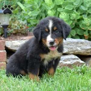 Kane, Bernese Mountain Dog Puppy