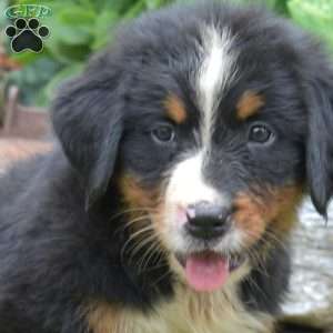 Kane, Bernese Mountain Dog Puppy