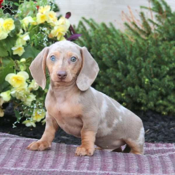 Kane – Mini, Dachshund Puppy