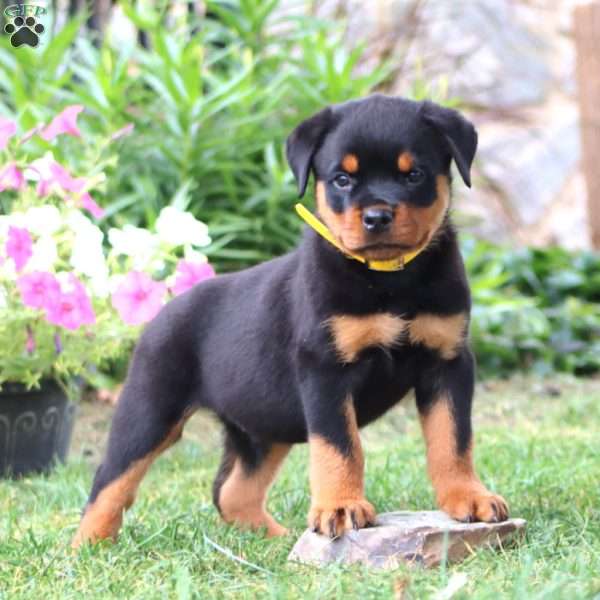 Kane, Rottweiler Puppy