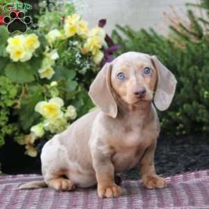 Kane – Mini, Dachshund Puppy