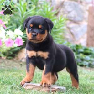 Kane, Rottweiler Puppy