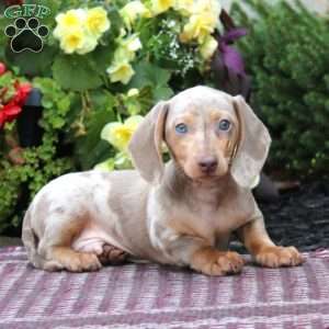 Kane – Mini, Dachshund Puppy