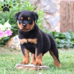 Kane, Rottweiler Puppy