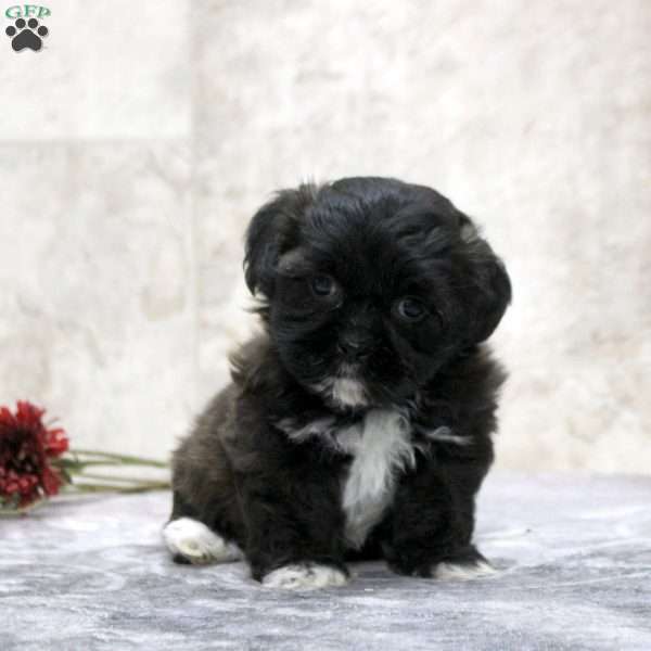 Kara, Teddy Bear Puppy