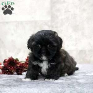 Kara, Teddy Bear Puppy