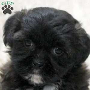 Kara, Teddy Bear Puppy