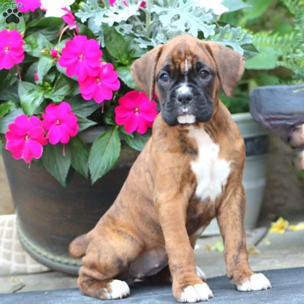 Karla, Boxer Puppy