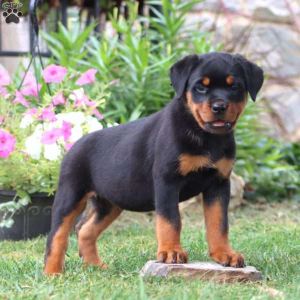 Karla, Rottweiler Puppy