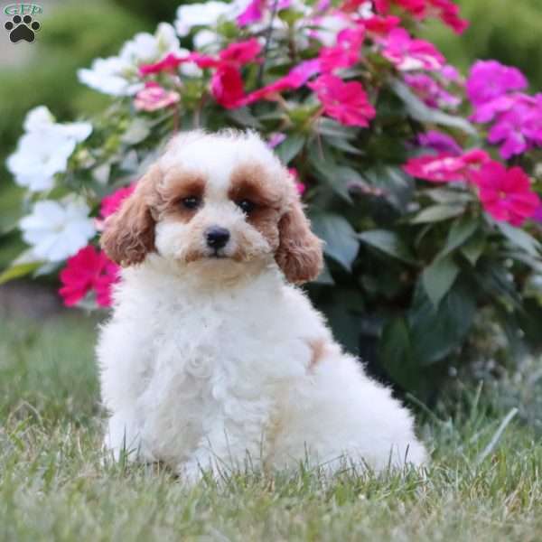 Karla, Miniature Poodle Puppy