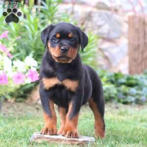 Karla, Rottweiler Puppy