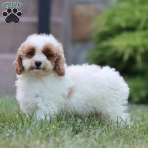 Karla, Miniature Poodle Puppy