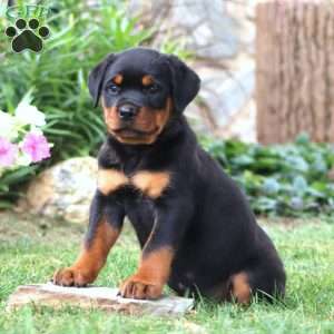 Karla, Rottweiler Puppy