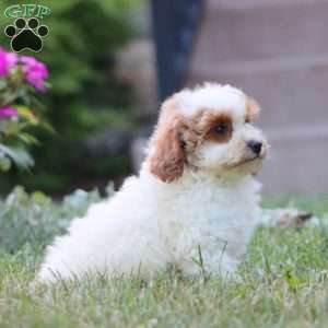 Karla, Miniature Poodle Puppy