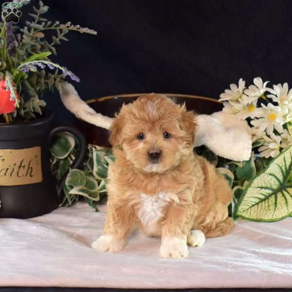 Karly, Maltipoo Puppy
