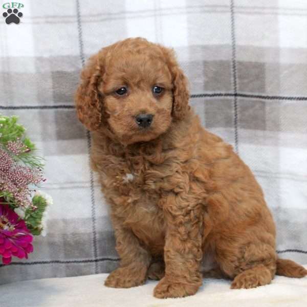 Karson, Miniature Poodle Mix Puppy