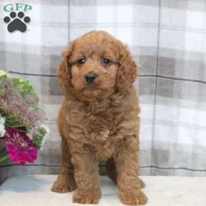 Karson, Miniature Poodle Mix Puppy