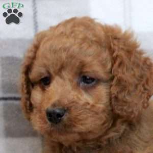 Karson, Miniature Poodle Mix Puppy