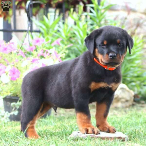 Karson, Rottweiler Puppy