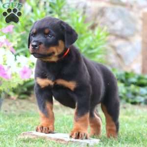 Karson, Rottweiler Puppy