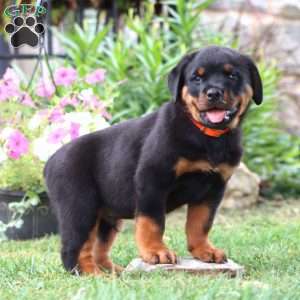 Karson, Rottweiler Puppy