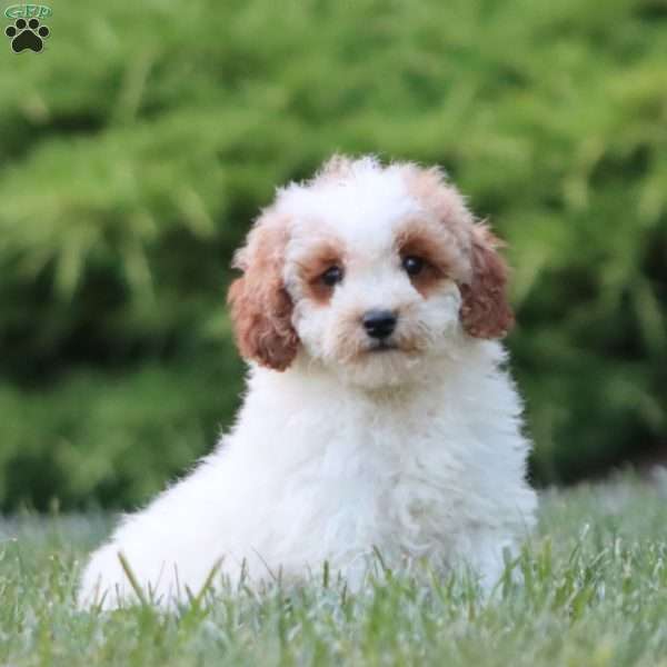 Karter, Miniature Poodle Puppy