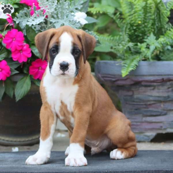 Karter, Boxer Puppy