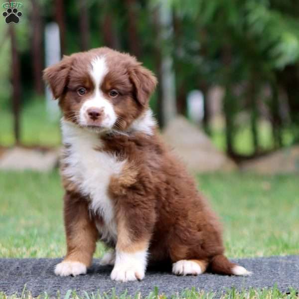 Karter, Miniature Australian Shepherd Puppy