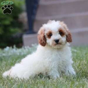 Karter, Miniature Poodle Puppy