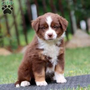 Karter, Miniature Australian Shepherd Puppy