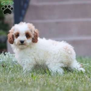 Karter, Miniature Poodle Puppy