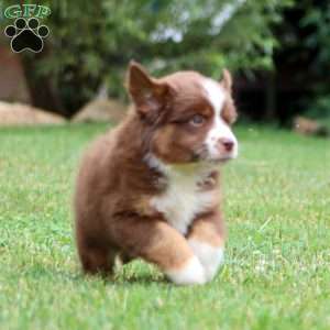 Karter, Miniature Australian Shepherd Puppy